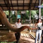 Hope for Sri Lanka's Elephants: Inside Pinnawala's Sanctuary for the Orphaned and Injured video poster