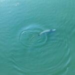 Hope for Yangtze Finless Porpoises as Captive-Raised Individuals Join Wild Population video poster