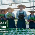 How_Guangdong_s_High_Tech_Farms_Keep_Macao_s_Vegetable_Baskets_Full
