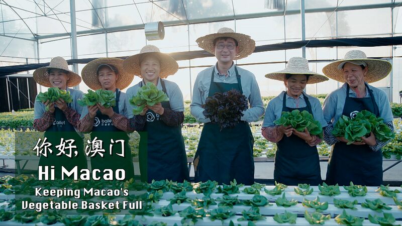 How_Guangdong_s_High_Tech_Farms_Keep_Macao_s_Vegetable_Baskets_Full - Khabar Asia How_Guangdong_s_High_Tech_Farms_Keep_Macao_s_Vegetable_Baskets_Full