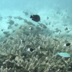 Huawei_and_IUCN_Launch_Initiative_to_Safeguard_Kenya_s_Marine_Treasures