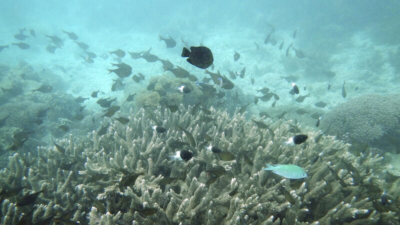 Huawei_and_IUCN_Launch_Initiative_to_Safeguard_Kenya_s_Marine_Treasures - Khabar Asia Huawei_and_IUCN_Launch_Initiative_to_Safeguard_Kenya_s_Marine_Treasures