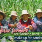 Hubei Farmers Strive to Revive Zongzi Leaf Business Ahead of Dragon Boat Festival video poster