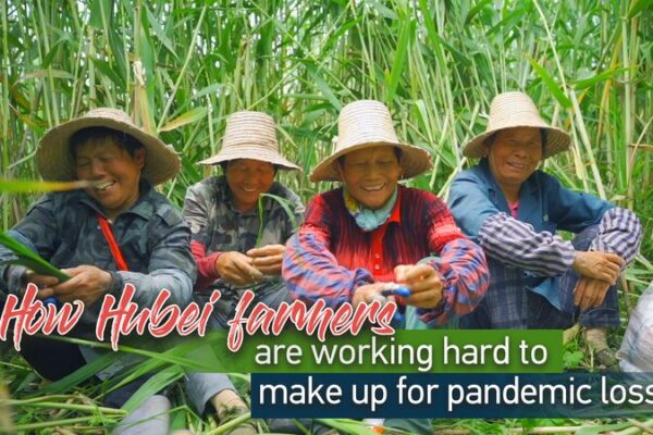 Hubei Farmers Strive to Revive Zongzi Leaf Business Ahead of Dragon Boat Festival video poster