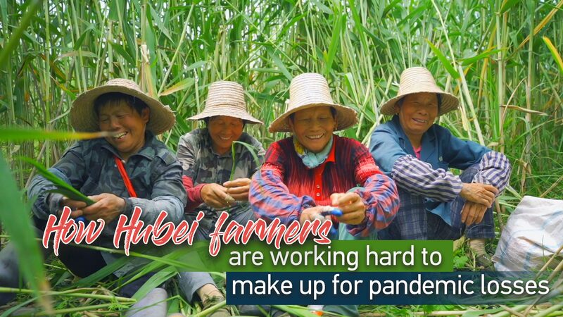 Hubei_Farmers_Strive_to_Revive_Zongzi_Leaf_Business_Ahead_of_Dragon_Boat_Festival_poster - Khabar Asia Hubei Farmers Strive to Revive Zongzi Leaf Business Ahead of Dragon Boat Festival video poster