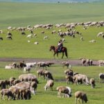 Hulun_Buir_Grassland__A_Verdant_Paradise_in_Inner_Mongolia