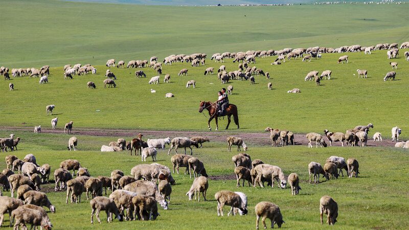 Hulun_Buir_Grassland__A_Verdant_Paradise_in_Inner_Mongolia - Khabar Asia Hulun_Buir_Grassland__A_Verdant_Paradise_in_Inner_Mongolia