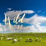 Hulunbuir_Grassland__Exploring_the__Kingdom_of_Pasture__in_Autumn video poster