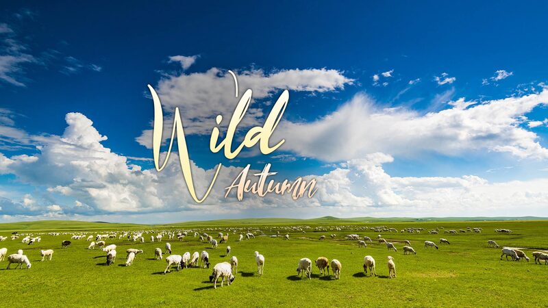 Hulunbuir_Grassland__Exploring_the__Kingdom_of_Pasture__in_Autumn video poster