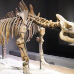 Human Activity Linked to Extinction of Woolly Rhinoceros: Australian Study
