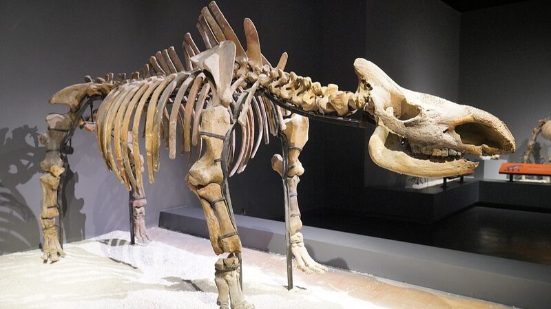 Human_Activity_Linked_to_Extinction_of_Woolly_Rhinoceros_Australian_Study - Khabar Asia Human Activity Linked to Extinction of Woolly Rhinoceros: Australian Study