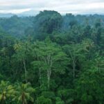 Human_Induced_Ozone_Reduces_Tropical_Forests__CO2_Storage_Capacity