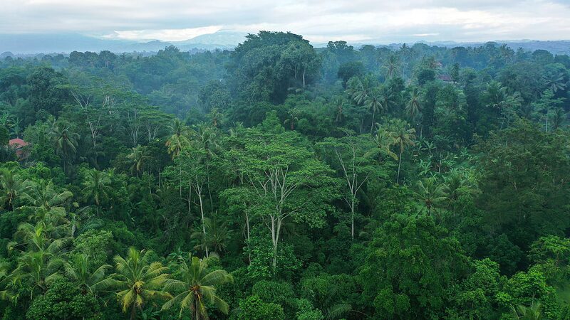 Human_Induced_Ozone_Reduces_Tropical_Forests__CO2_Storage_Capacity