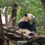 Hundreds_of_Giant_Pandas_Await_You_at_Chengdu_Panda_Base