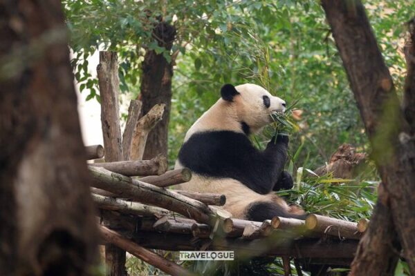 Hundreds of Giant Pandas Await You at Chengdu Panda Base Hundreds_of_Giant_Pandas_Await_You_at_Chengdu_Panda_Base