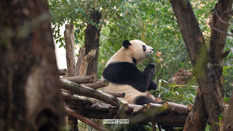Hundreds_of_Giant_Pandas_Await_You_at_Chengdu_Panda_Base - Khabar Asia Hundreds_of_Giant_Pandas_Await_You_at_Chengdu_Panda_Base