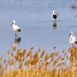 Hundreds of Oriental Storks Spotted in East China's Lianyungang Wetlands