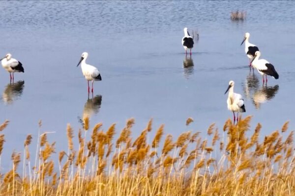 Hundreds of Oriental Storks Spotted in East China’s Lianyungang Wetlands Hundreds of Oriental Storks Spotted in East China's Lianyungang Wetlands