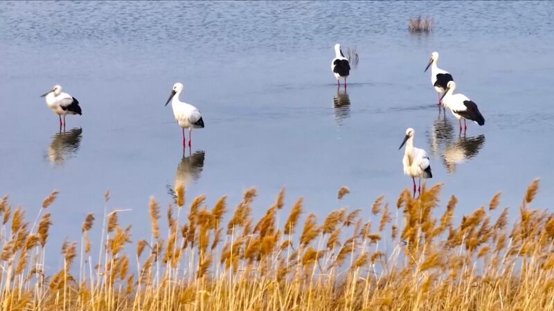 Hundreds_of_Oriental_Storks_Spotted_in_East_Chinas_Lianyungang_Wetlands - Khabar Asia Hundreds of Oriental Storks Spotted in East China's Lianyungang Wetlands