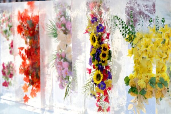 Ice-Encased Flowers Dazzle Visitors in Changchun’s Winter Display Ice-Encased Flowers Dazzle Visitors in Changchun's Winter Display
