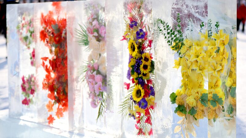 Ice-Encased_Flowers_Dazzle_Visitors_in_Changchuns_Winter_Display - Khabar Asia Ice-Encased Flowers Dazzle Visitors in Changchun's Winter Display