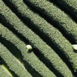 Iconic West Lake Longjing Tea Harvest Kicks Off in Hangzhou