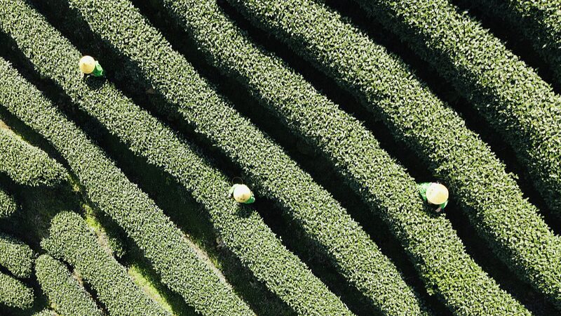Iconic_West_Lake_Longjing_Tea_Harvest_Kicks_Off_in_Hangzhou - Khabar Asia Iconic West Lake Longjing Tea Harvest Kicks Off in Hangzhou