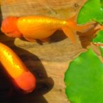Imperial_Goldfish_Exhibition_Celebrates_Chinese_Heritage_at_Prince_Kung_s_Palace