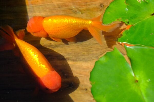Imperial Goldfish Exhibition Celebrates Chinese Heritage at Prince Kung’s Palace Imperial_Goldfish_Exhibition_Celebrates_Chinese_Heritage_at_Prince_Kung_s_Palace