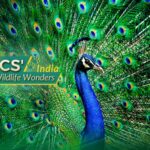 India_s_Wildlife_Wonders__The_Flourishing_Indian_Peafowl_Takes_Center_Stage