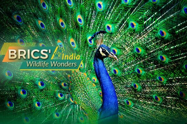 India’s Wildlife Wonders: The Flourishing Indian Peafowl Takes Center Stage India_s_Wildlife_Wonders__The_Flourishing_Indian_Peafowl_Takes_Center_Stage