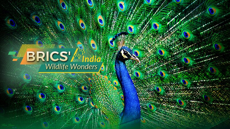 India_s_Wildlife_Wonders__The_Flourishing_Indian_Peafowl_Takes_Center_Stage