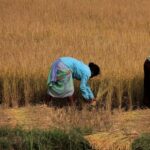 Indian Farmers Grapple with Erratic Monsoons Amid Climate Change