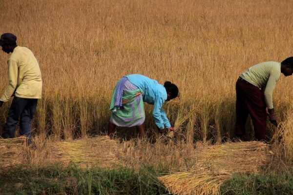 Indian Farmers Grapple with Erratic Monsoons Amid Climate Change Indian Farmers Grapple with Erratic Monsoons Amid Climate Change