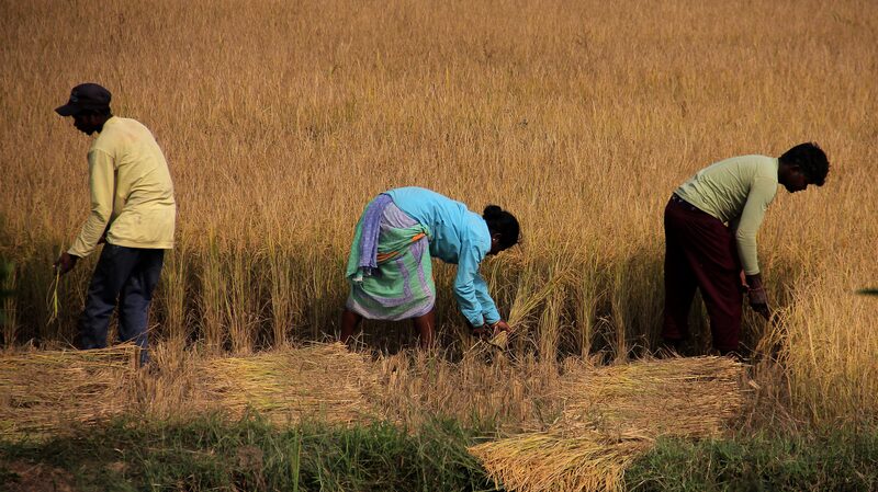 Indian_Farmers_Grapple_with_Erratic_Monsoons_Amid_Climate_Change - Khabar Asia Indian Farmers Grapple with Erratic Monsoons Amid Climate Change