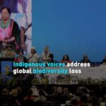 Indigenous_Voices_Amplified_at_COP16_on_Global_Biodiversity_Loss video poster