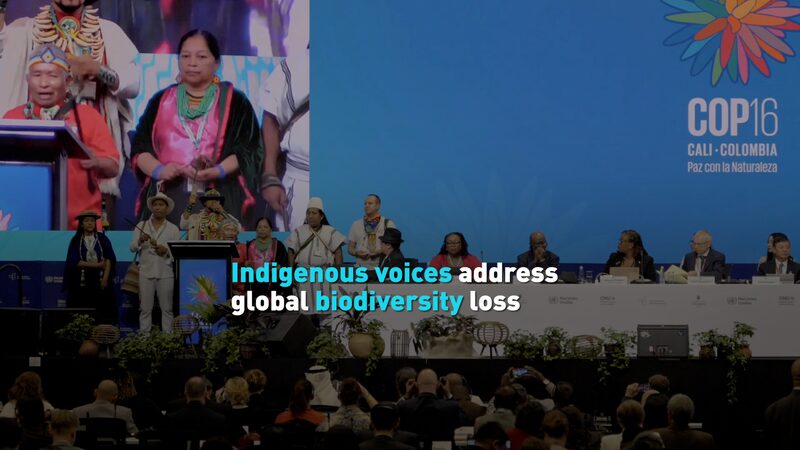 Indigenous_Voices_Amplified_at_COP16_on_Global_Biodiversity_Loss_poster - Khabar Asia Indigenous_Voices_Amplified_at_COP16_on_Global_Biodiversity_Loss video poster