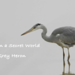 Infrared Cameras Capture Grey Heron's Fishing Mastery in Poyang Lake video poster