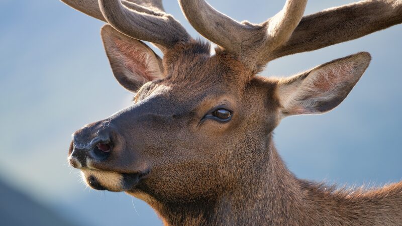 Infrared_Cameras_Capture_Manchurian_Wapiti_Battling_for_Territory_in_Inner_Mongolia_poster - Khabar Asia Infrared_Cameras_Capture_Manchurian_Wapiti_Battling_for_Territory_in_Inner_Mongolia video poster
