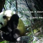 Infrared Cameras Reveal the Secret Life of China's Giant Pandas video poster