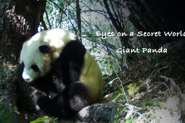 Infrared Cameras Reveal the Secret Life of China's Giant Pandas video poster