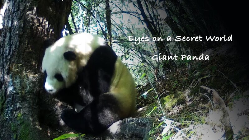 Infrared Cameras Reveal the Secret Life of China's Giant Pandas video poster
