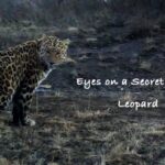 Infrared Cameras Unveil Hidden Life of Leopards in China's Liupan Mountains video poster