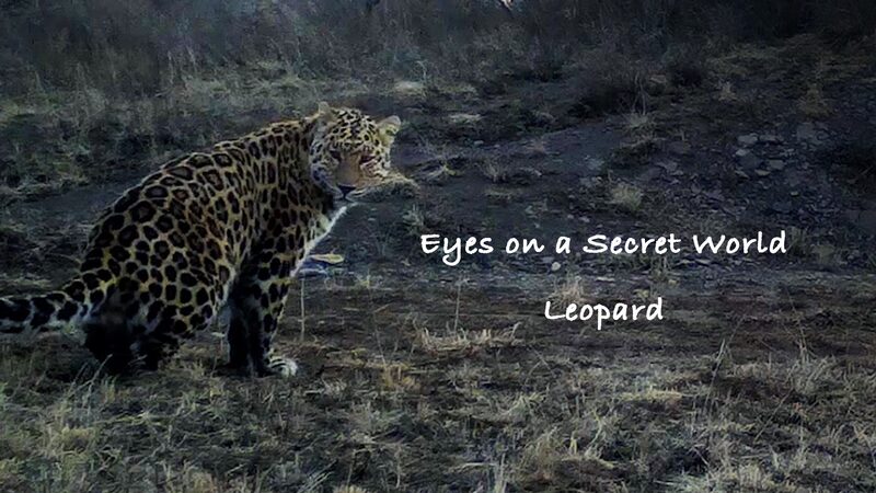 Infrared_Cameras_Unveil_Hidden_Life_of_Leopards_in_Chinas_Liupan_Mountains_poster - Khabar Asia Infrared Cameras Unveil Hidden Life of Leopards in China's Liupan Mountains video poster