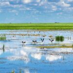 Inner_Mongolia_Leads_China_s_Carbon_Sink_Efforts_with_Forests__Grasslands__and_Wetlands