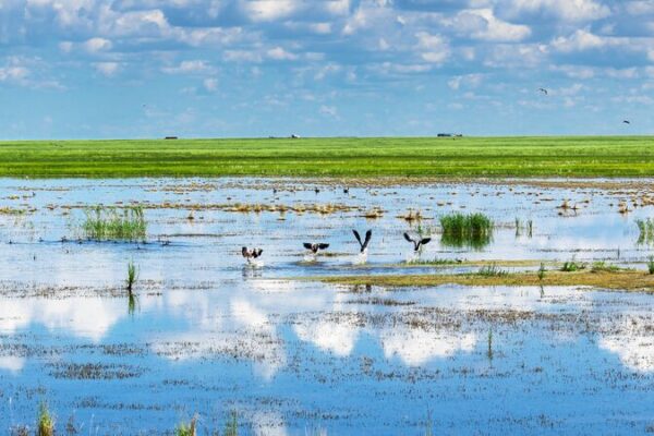 Inner Mongolia Leads China’s Carbon Sink Efforts with Forests, Grasslands, and Wetlands Inner_Mongolia_Leads_China_s_Carbon_Sink_Efforts_with_Forests__Grasslands__and_Wetlands