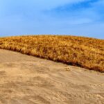 Innovative_Grass_Grids_Combat_Desertification_Along_NW_Chinas_Jinhe_Highway - Khabar Asia Innovative Grass Grids Combat Desertification Along NW China's Jinhe Highway