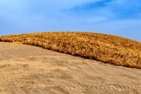 Innovative Grass Grids Combat Desertification Along NW China’s Jinhe Highway Innovative Grass Grids Combat Desertification Along NW China's Jinhe Highway