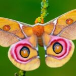 Insects Not Drawn to Light: New Research Reveals Confusion Over Attraction