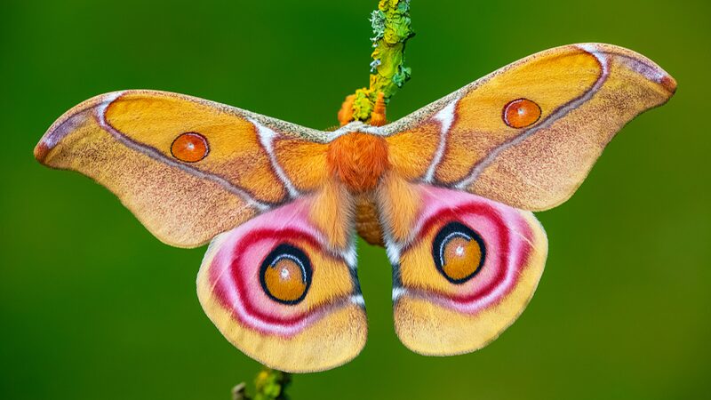 Insects_Not_Drawn_to_Light_New_Research_Reveals_Confusion_Over_Attraction - Khabar Asia Insects Not Drawn to Light: New Research Reveals Confusion Over Attraction